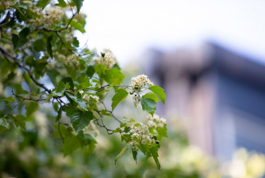 Summer Beauty-MIes Campus 2