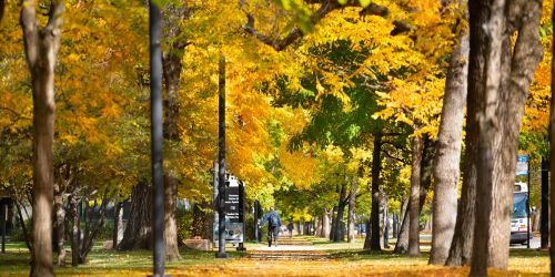 Trees show their colors in fall on Illinois Tech’s Mies Campus